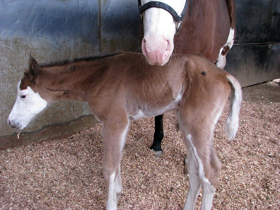 2008 foal by GQ Esquire